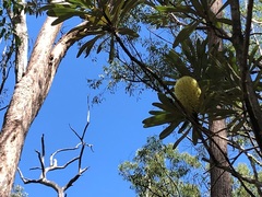 Banksia integrifolia compar