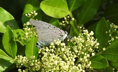 Pseudolycaena marsyas