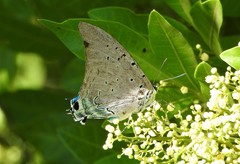 Pseudolycaena marsyas