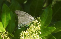 Pseudolycaena marsyas