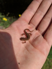 Lissotriton vulgaris