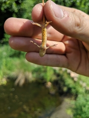 Lissotriton vulgaris