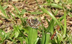 Burnsius orcynoides