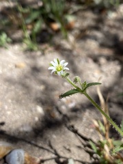 Cerastium axillare