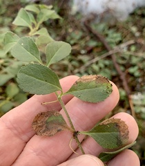 Phytomyza crassiseta