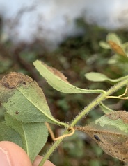 Phytomyza crassiseta