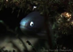 Gymnothorax thyrsoideus