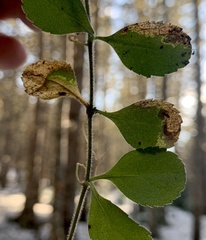 Phytomyza crassiseta