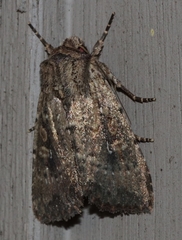 Dasygaster padockina