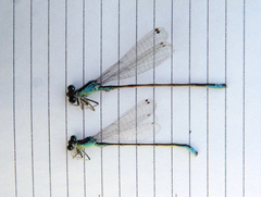 Ischnura pumilio