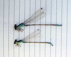 Ischnura pumilio
