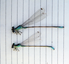Ischnura pumilio