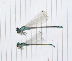 Ischnura pumilio