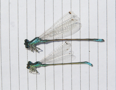 Ischnura pumilio