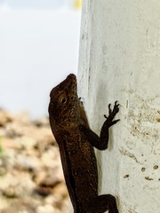Anolis cristatellus