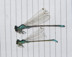 Ischnura pumilio