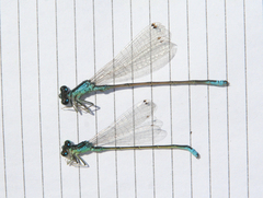Ischnura pumilio