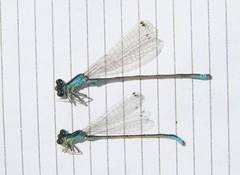 Ischnura pumilio