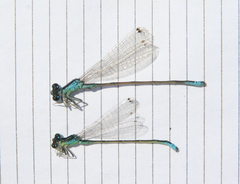 Ischnura pumilio