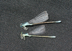 Ischnura pumilio