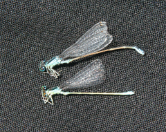 Ischnura pumilio