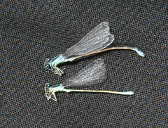 Ischnura pumilio