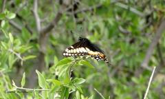 Papilio hellanichus