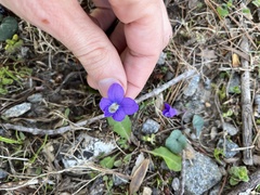 Viola hirsutula