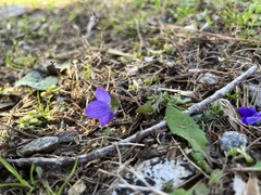 Viola hirsutula