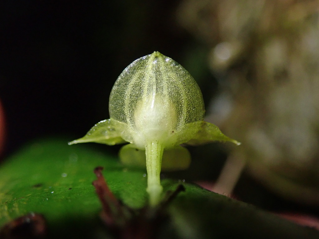Pleurothallis conicostigma; photograph (c) Nolan Exe, some rights reserved (CC BY)