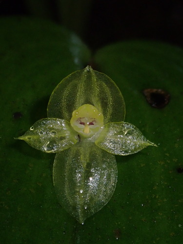 Pleurothallis conicostigma, photograph 1