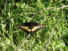 Papilio hellanichus
