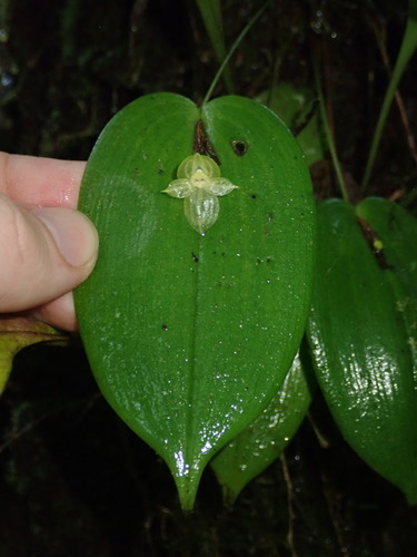 Pleurothallis conicostigma, photograph 2