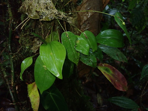 Pleurothallis conicostigma, photograph 3