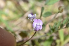 Astragalus nuttallianus trichocarpus