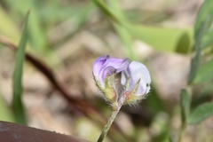 Astragalus nuttallianus trichocarpus