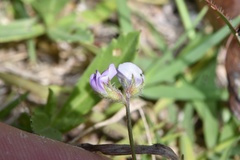 Astragalus nuttallianus trichocarpus