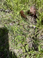 Astragalus nuttallianus trichocarpus