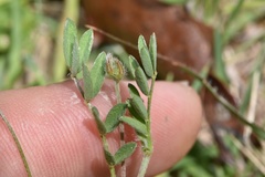 Astragalus nuttallianus trichocarpus