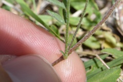 Astragalus nuttallianus trichocarpus