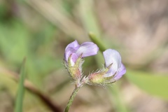 Astragalus nuttallianus trichocarpus