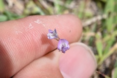 Astragalus nuttallianus trichocarpus