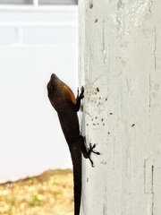 Anolis cristatellus
