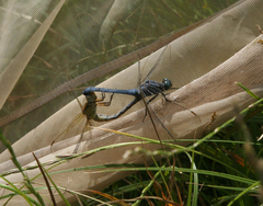 Orthetrum coerulescens anceps