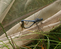 Orthetrum coerulescens anceps