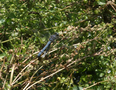 Orthetrum coerulescens anceps