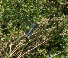 Orthetrum coerulescens anceps