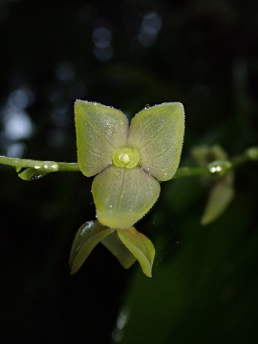 Stelis superbiens, photograph 2