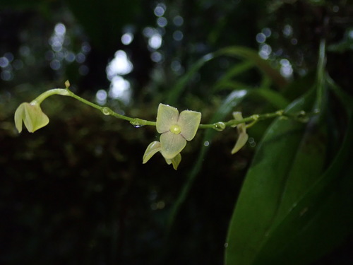 Stelis superbiens, photograph 3