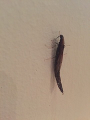 Atractocerus brevicornis